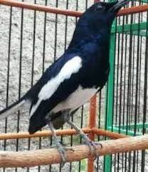 Tips Mudah Mengetahui Tipe Kacer Panas Atau Dingin