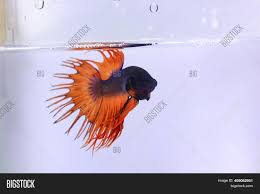 These little fish are full of spunky quirks that are playful, witty, and entertaining. Orange Crowntail Fancy Image Photo Free Trial Bigstock