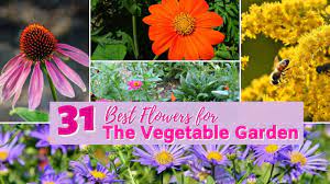 Best flowers for vegetable garden uk. 31 Best Flowers To Grow For Vegetable Gardens To Attract Beneficial Insects Hidden Springs Homestead