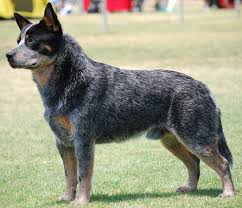 Find out information about queensland blue heeler. Red Heeler Vs Blue Heeler Difference Between Them Animal Hype