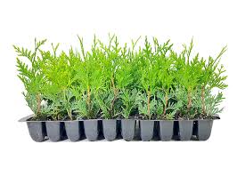 Image result for cuttings thujas