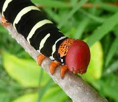 Frangipani Hawkmoth Caterpillar Pseudosphinx Tetrio Head Detail Caterpillar Moth Cool Insects