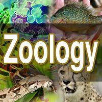 Animal Acqua Life Zoology Science Fair Projects Pm Press Biology Science Fair Projects Science Fair Projects Elementary School Science Fair Projects