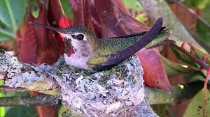 First it's ignored, then it's a perch. Hummingbird Babies From Birth To Fledging The Nest Amazing Experience Youtube
