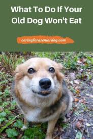 What To Do If Your Old Dog Won T Eat Caring For A Senior Dog Elderly Dog Care Old Dogs Senior Dogs Care