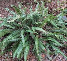 Image result for Blechnaceae