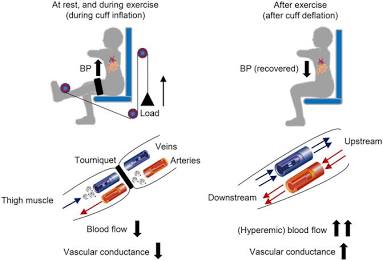 Hemodynamic shifts and vascular conductance during physical movement, AI generated