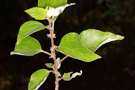 Image result for Pouzolzia mixta