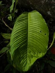 Die merkmalskombination zwittrige blüten und fehlen der blütenhüllblätter kommt innerhalb der araceae nur bei den nah verwandten gattungen monstera, heteropsis, rhodospatha und stenospermation vor. Genus Rhodospatha Inaturalist Ca