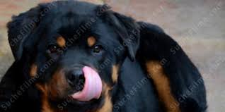 Tabii hem dünyada hem de ülkemizde bu kadar popüler olması sadece tarihiyle. Die Besten Filme Rottweiler Suchefilme