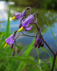 Spicebush, from the laurel family, form attractive shrubs and will have either male or female pale yellow flowers that produce glossy red berries. How To Kill Nightshade In The Garden