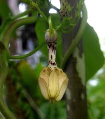 Image result for Ceropegia crassifolia