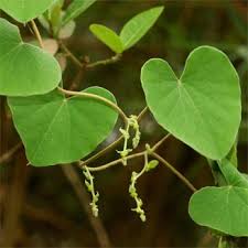 Image result for Cissampelos mucronata