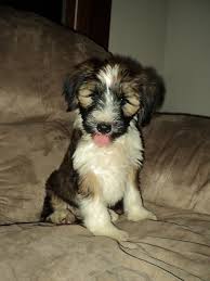 My dogs are akc champions or grand champions, with outstanding temperaments, fun personalities, and correct structure. Tibetan Terrier Puppies For Sale Greenfield Puppies
