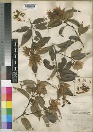 Image result for Trichocladus