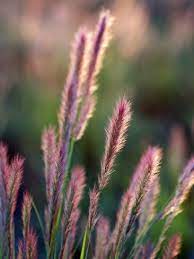 Grass Seed Heads Photographic Print By Paul Kennedy Grass Seed Seeds Ornamental Grasses
