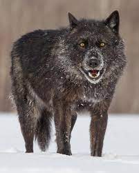 Black Timber Wolf By C Cjm Photography Wolf Dog Wolf Hybrid Hybrid Dogs