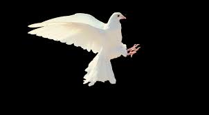 I see things like this all the time around if you leave a problem for hekate to show you the way forward on your path in life, you i took pictures of the dove because it was sitting still but not the raven. 300 Free White Dove Dove Images