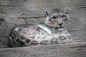Big cats are serious business. Wildlife Of Pakistan Wikipedia