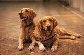 Types Of Retriever Dogs With Photos