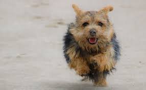 Both were referred to as the. Norfolk Terrier Breed Information Guide Facts And Pictures Bark