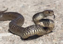 Die giftigsten schlangen der welt black mamba. Schlangen In Australien Giftigste Arten Wichtige Infos