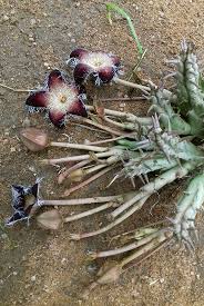 Image result for Tridentea