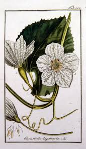 Image result for Lagenaria rufa