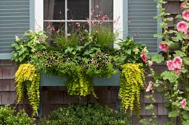 I call them sweet home touches. Window Boxes How To Choose The Best Flowers Planters This Old House