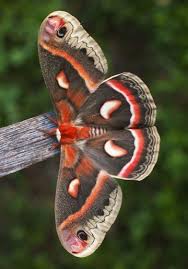 Lunar Moth 19 Cecropia Moth Lunar Moth Moth
