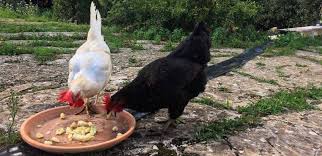 Chickens are some of the luckiest animals on the planet because they can eat a variety of foods. Can Chickens Eat Bananas From Peel To Fruit