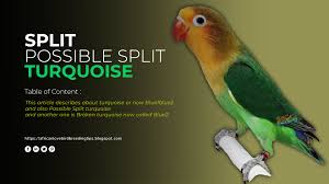 Check spelling or type a new query. Split And Possible Split Parblue Lovebird Mutations Lovebird Breeding Tips And Mutations Guide