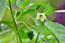 Pepper plants that endure various stresses sometimes lose blossoms before they pollinate or fruit, causing. Pepper Flowers Much More Than A Pretty Flower