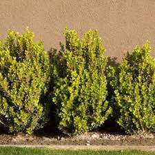 The leaves are solid green now and larger than last year's leaves. Growing And Caring For Boxwood Shrubs Garden Design