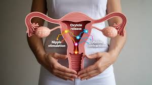 Image result for Labor Induction