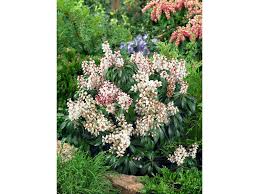 Image result for Pieris japonský bonfire obrázek