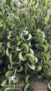 2 vendors have this plant for sale. Pin On House Plants Indoor