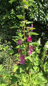 Image result for Cienfuegosia digitata