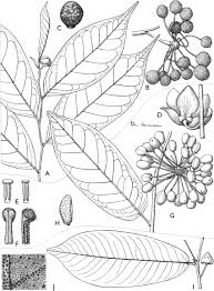 Image result for Uvaria tanzaniae