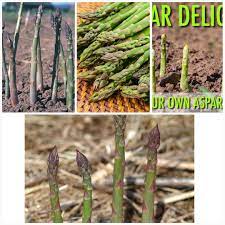 Jersey Giant Asparagus Crown Garden Vegetable Planting Asparagus Crowns Asparagus Fern Vegetable Garden