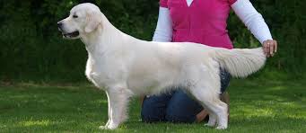 Image result for zlatý retrívr