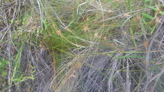 Image result for Ascolepis capensis