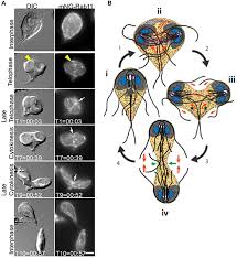 We did not find results for: Frontiers Who Needs A Contractile Actomyosin Ring The Plethora Of Alternative Ways To Divide A Protozoan Parasite Cellular And Infection Microbiology