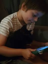 Is there a lost cat in the Irish Prairie neighborhood?