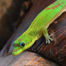 If you are an owner, or are considering becoming one, we have a community forum gold dust day gecko forum that can help answer your questions. Jmih 2016 Anolis Vs Phelsuma In Hawaii Anole Annals