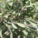 Image result for Boscia albitrunca