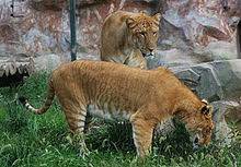 The best place to watch lol esports and earn rewards! Liger Wikipedia