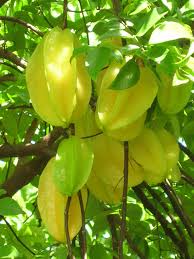 Pin On Fruits