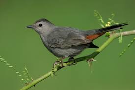 Gray Birds That Look Like Cardinals Gray Catbird Catbird Bird Life List Backyard Birds