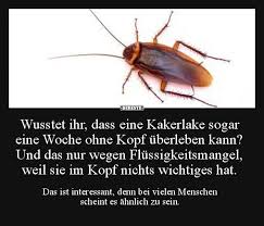 Wusstet Ihr Dass Eine Kakerlake Sogar Eine Woche Ohne Witzige Bilder Spruche Witze Lustig Lustig